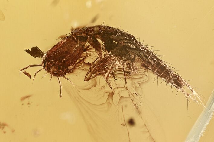 Bizarre Fossil Rove Beetle (Paederinae) Larva in Baltic Amber #372469